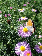 Lycaena dispar