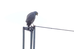 Rupornis magnirostris