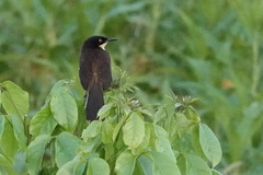 Donacobius atricapilla