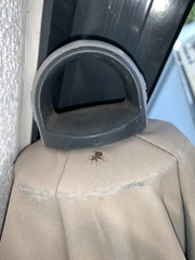 Himacerus mirmicoides