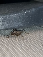 Himacerus mirmicoides