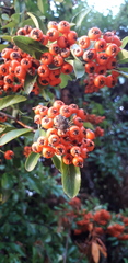 Pyracantha coccinea