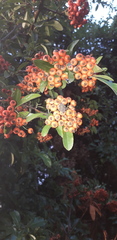Pyracantha coccinea