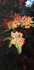 Pyracantha coccinea