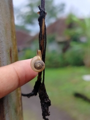 Bradybaena similaris