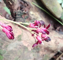 Averrhoa bilimbi