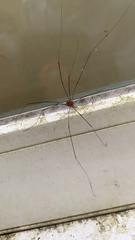 Sclerosomatidae