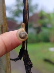 Bradybaena similaris