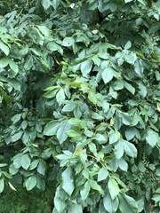 Carya tomentosa