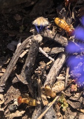 Microhodotermes viator