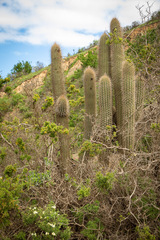 Trichocereus chiloensis litoralis