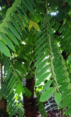 Averrhoa bilimbi