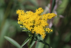 Solidago gigantea