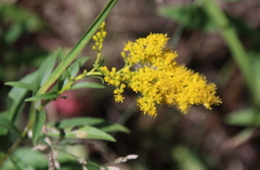 Solidago gigantea
