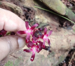 Averrhoa bilimbi