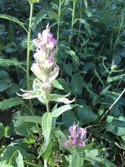 Castilleja rhexiifolia