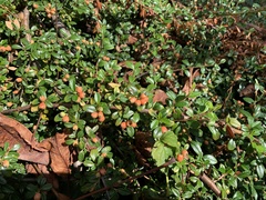 Cotoneaster horizontalis