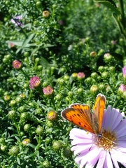 Lycaena dispar
