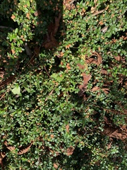 Cotoneaster horizontalis