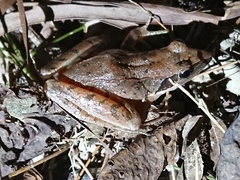 Rana longicrus