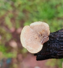 Lentinus arcularius