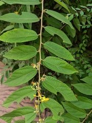 Grewia flavescens