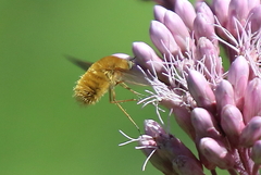 Bombyliinae
