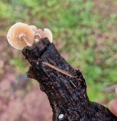 Lentinus arcularius