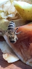Apis mellifera