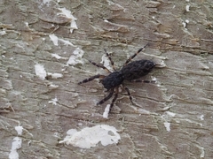 Salticidae