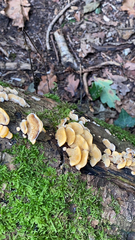 Phyllotopsis nidulans