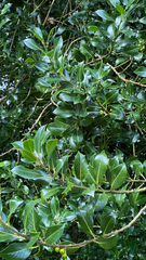 Ilex aquifolium