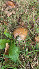 Amanita pantherina