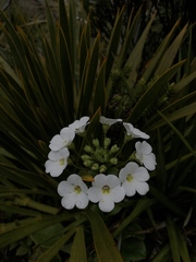 Plantaginaceae