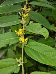 Grewia flavescens