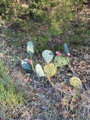 Opuntia lindheimeri