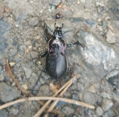 Carabus nemoralis