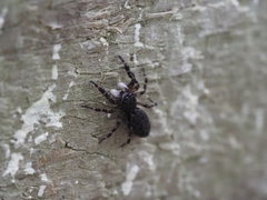 Salticidae