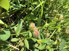 Crotalaria chinensis