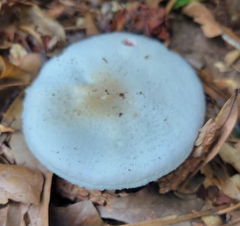 Cyclocybe