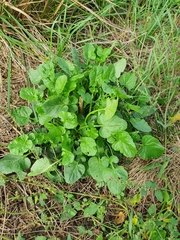 Barbarea vulgaris