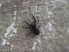 Salticidae