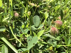Crotalaria chinensis