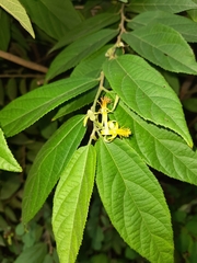 Grewia flavescens