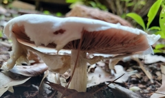 Cyclocybe
