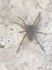 Tigrosa annexa