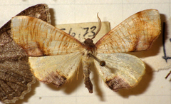 Plagodis dolabraria