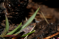 Ledebouria leptophylla
