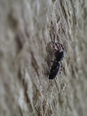 Salticidae