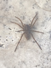 Tigrosa annexa